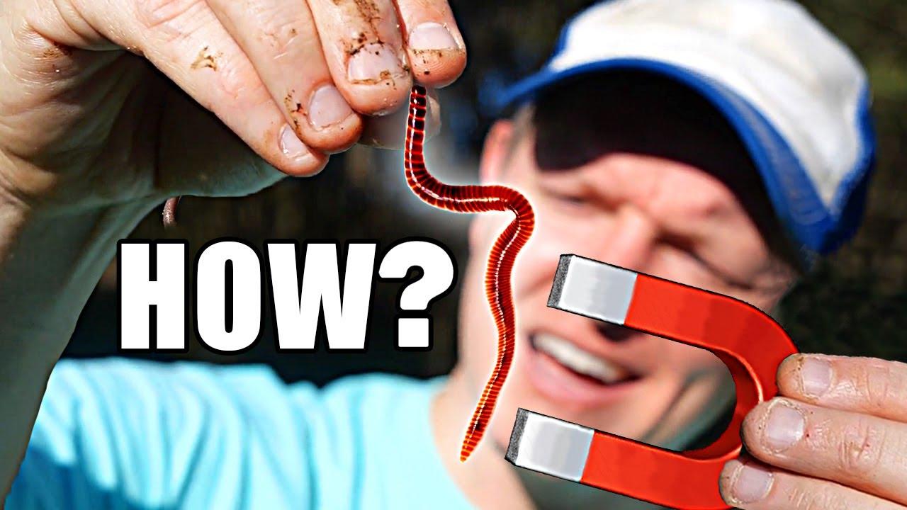 Worms, Magnets and Environmental Change