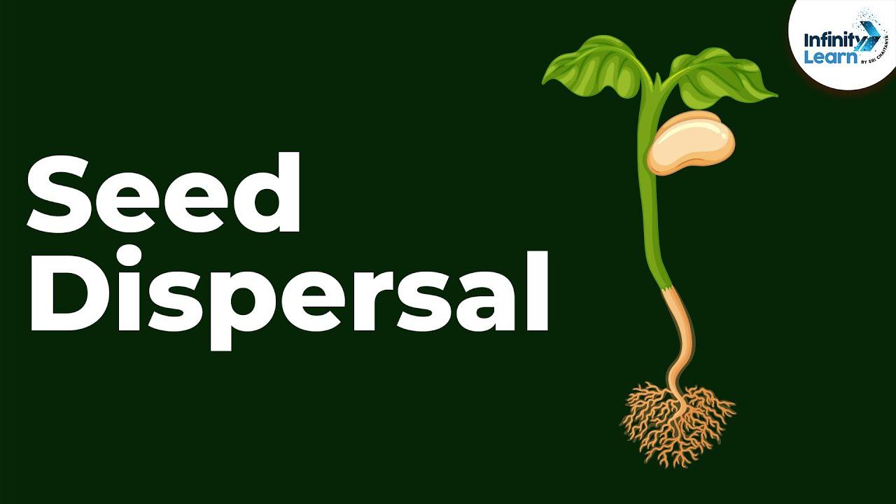 [P5 Science - Plants Reproduction: An Introduction to Seed Dispersal]