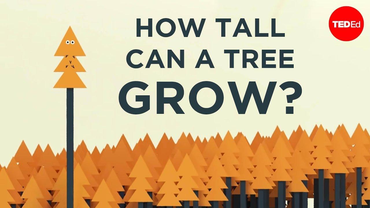 How tall can a tree grow?